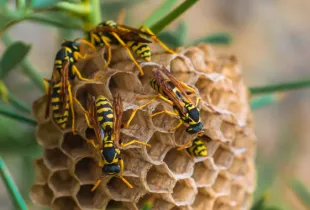 Destruction de Nids de Guêpes à Domicile ou en Entreprise