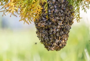 Relocalisation Sécurisée d’Essaims d’Abeilles